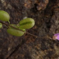 Pycnospora lutescens (Poir.) Schindl.